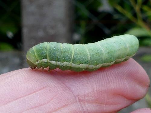 Agrochola lychnidis